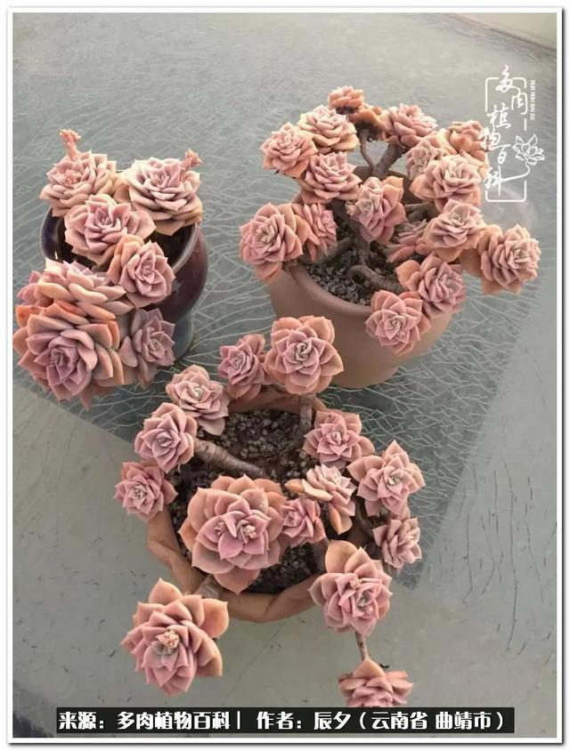 雨露均沾后宅古代n，雨露均沾后宅古代n女尊（终能遇见美好）