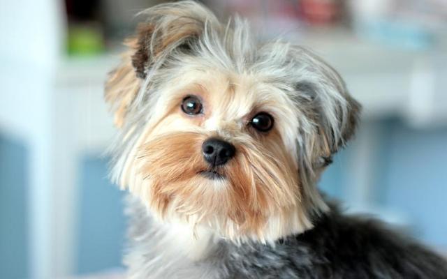 什么小型犬最聪明，三种最聪明的狗狗（非常适合“新手”饲养）