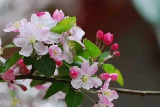 西府海棠图片，西府海棠～花苞胭脂点点（西府海棠）