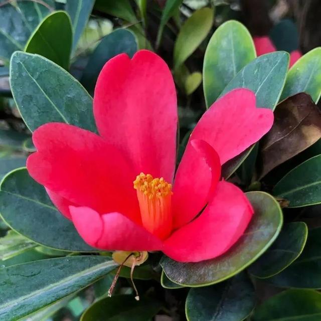 鲜花的花语和花的数目的寓意，鲜花数量的寓意（100种迷人的“数字花”）