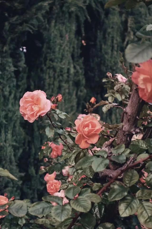 唯美玫瑰花壁纸,唯美玫瑰花壁纸图片(娇艳唯美的玫瑰花壁纸)