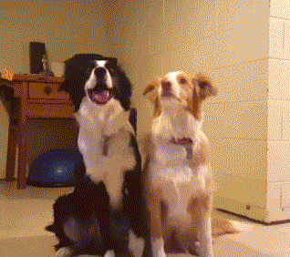 恐怖微笑狗图片，恐怖微笑狗图片 原图（狗界这几种出了名的“胆小鬼”）