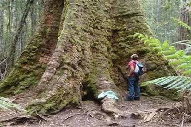 世界上最高的树，世界上最高的树排名（盘点世界最高的5棵巨树）