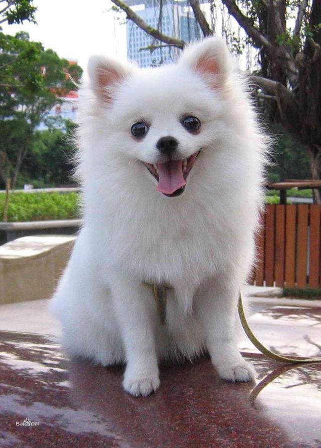 十大新手最好养的狗狗，最适合新手养的狗狗十大排行榜（最适合新手养的6种狗狗）