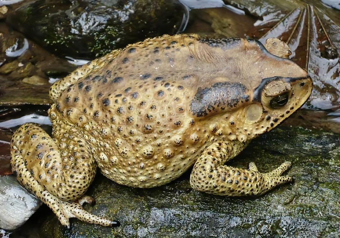 澳大利亚巨型海蟾蜍被安乐死-生肖-荣耀易学