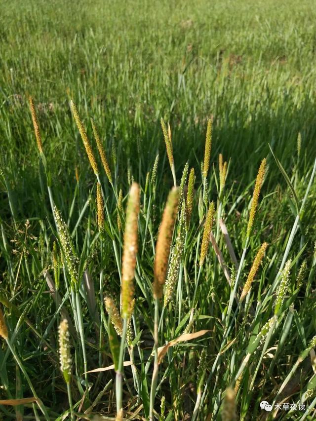 那些四月里开出绚烂花儿的野生植物们，四月有什么花开花