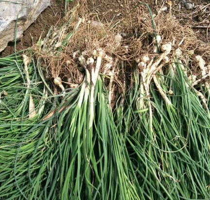 野葱怎么吃法,野葱可以吃吗(堪称野菜界的调味"灵魂)