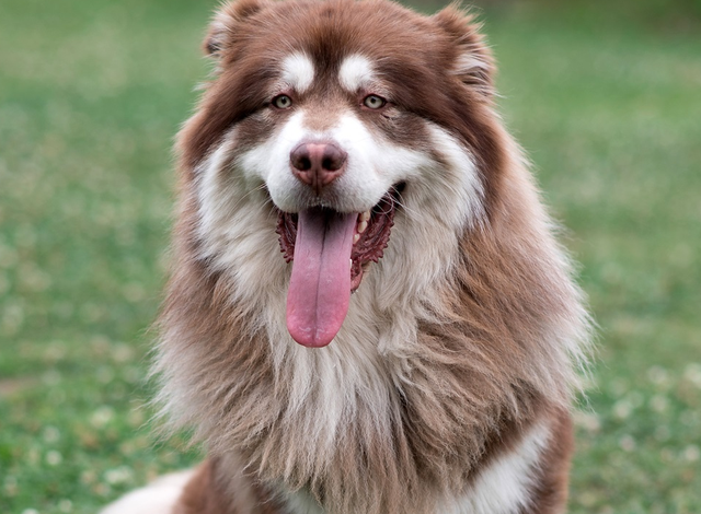 阿拉斯加雪撬犬，阿拉斯加雪橇犬好养吗（阿拉斯加犬若是“养得好”）