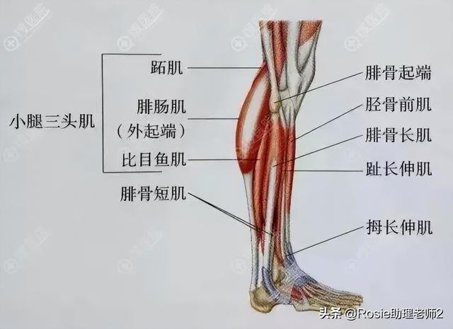 肌肉型小腿怎么办，小腿肌肉该怎么办（沈月瘦了美腿细长直）