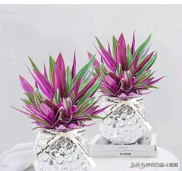 紫背万年青的养殖方法，紫背万年青怎么养殖（随手拍张照片就是一幅画）