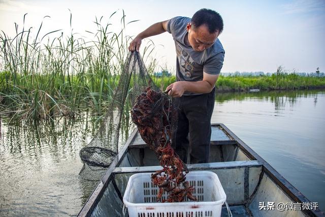 如何让活虾快速死去，什么方法让虾快速死去（知名龙虾店翻车）