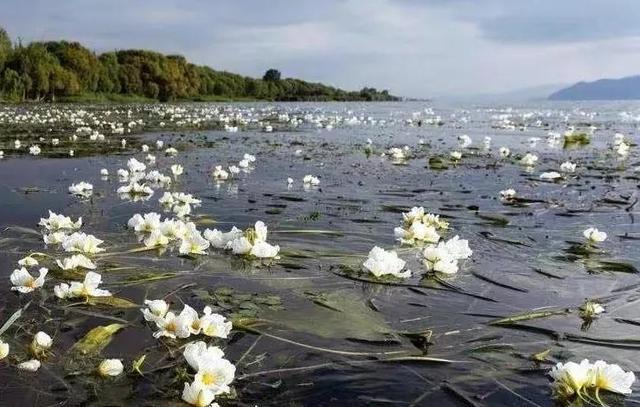 水性杨花是什么意思，海菜花为啥叫水性杨花（与“水性杨花”来场美妙的邂逅吧）