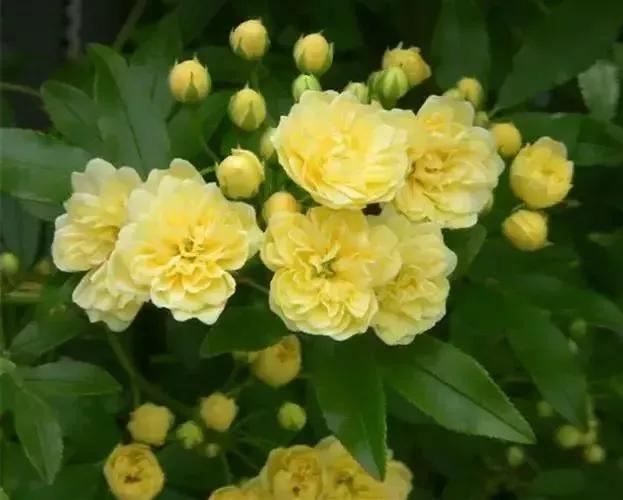 木香花为什么叫鬼招手，木香花为什么不能种（黄木香花，鬼招手）