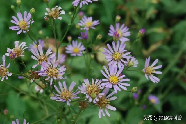 曼陀罗花的图片，曼陀罗花是什么（301味中药材的原植物彩色图谱）