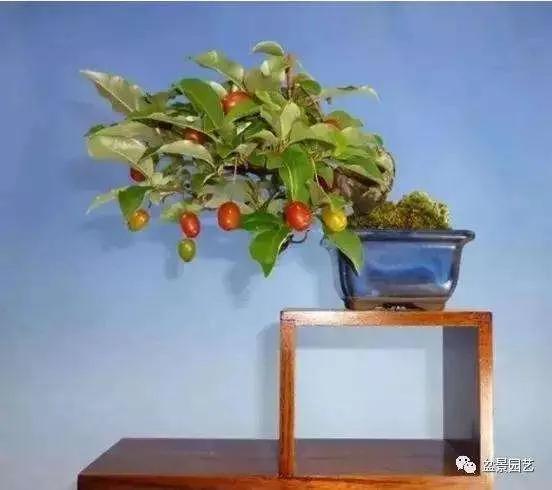 胡秃子盆景的养殖方法，唯美图片——胡颓子盆景欣赏（野生胡秃子盆景怎么养）