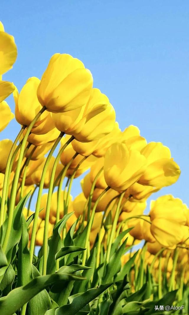 唯美鲜花背景图,唯美鲜花背景图片(唯美 , 鲜花壁纸高清图)