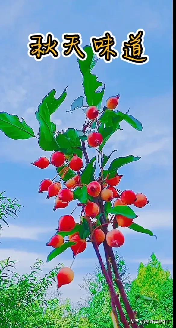 四个季节各有什么水果和蔬菜，四个季节各有什么水果和蔬菜和水果（60张水果蔬菜壁纸美图）