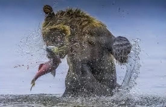 海母和水母区别，海母和水母图片大全（罕见的36张照片）