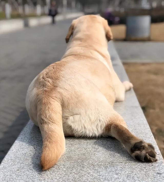 伯恩山犬的寿命大多都是多少，伯恩山犬多重（劝你别轻易养这5种狗）