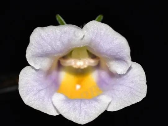 鲜花的花语和花的数目的寓意，鲜花数量的寓意（100种迷人的“数字花”）