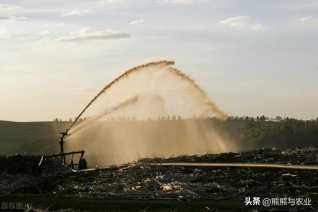 甘蔗的种植技术方法，如何种植甘蔗（甘蔗的种植方法）
