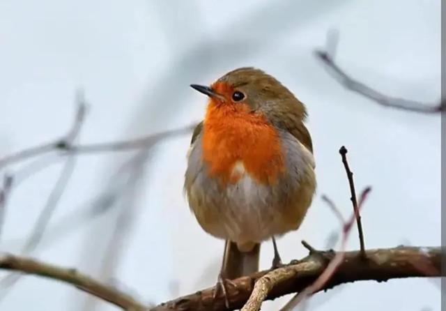 印度的国鸟是什么，各个国家的国鸟是什么（揭秘为什么中国还没有“国鸟”）