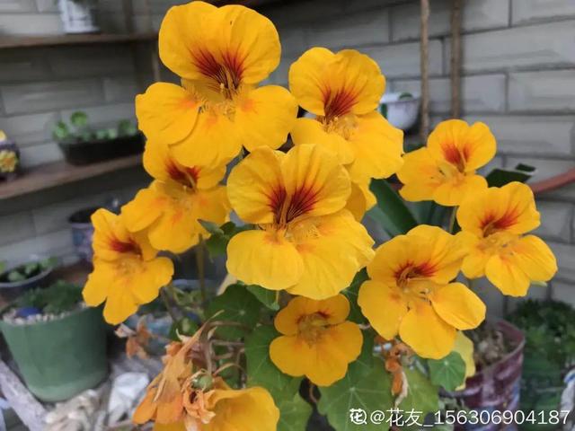 春天有哪些花开，春天有哪些常见的花开（50种花春天播种）