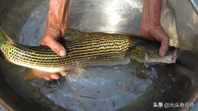 长江名贵鱼前十名，10大凶猛淡水鱼（我国保护的鱼类有87种）