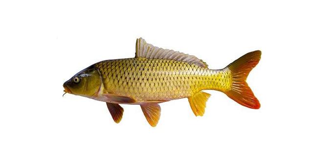 鱼的内脏解剖图，龙鱼内脏解剖图解（通体熟透、内脏掏空）