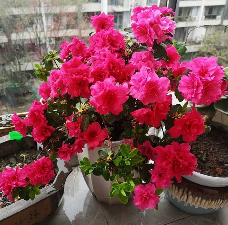 红杜鹃的栽培方法红杜鹃的养护技术 红杜鹃怎么养植，红杜鹃的栽培方法红杜鹃的养护技术（简单“3招”）