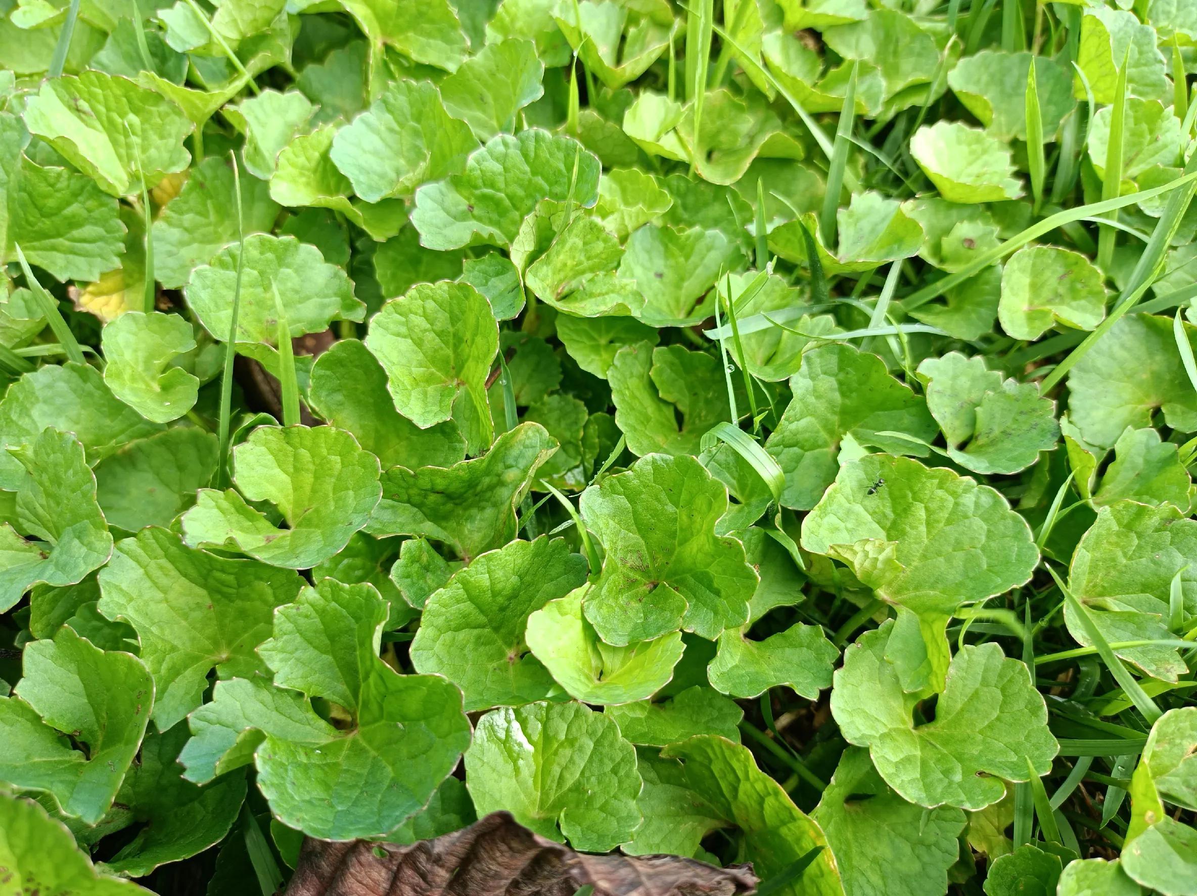 雷公根，老人叫它“败火王”（雷公根汁的功效与作用）