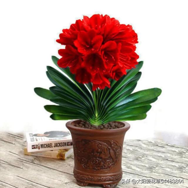 过节适合送什么花，入手6种“大吉大利花”