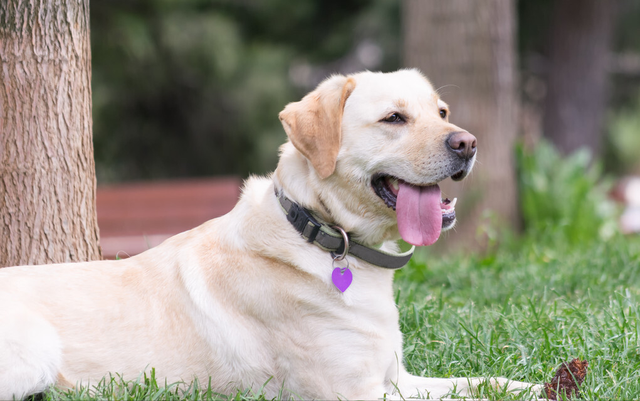 拉布拉多犬怎么喂养方法，拉布拉多犬的致命缺点（月均500，平价养狗）