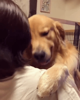 最不忠心的五种狗，最忠心的五种狗（最“忘恩负义”的5种狗）