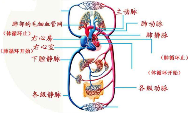 麝香的营养价值，麝香具有什么功效（价值贵重的5种生物体液盘点）