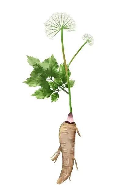 白芷是什么调料，白芷，香料界的斜杠青年