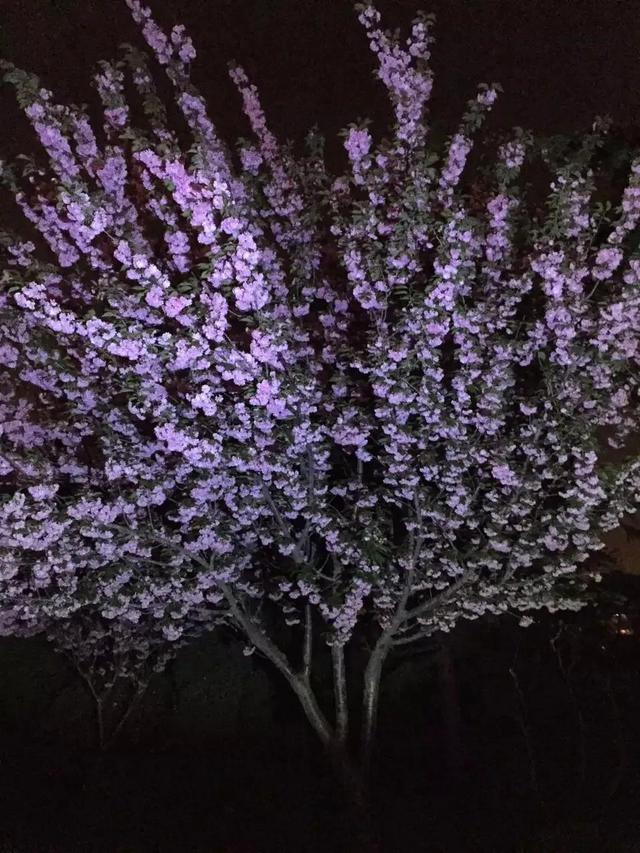 李沧区景点，青岛李沧区附近的景点（青岛/李沧/带娃挖沙小公园/赏樱花）