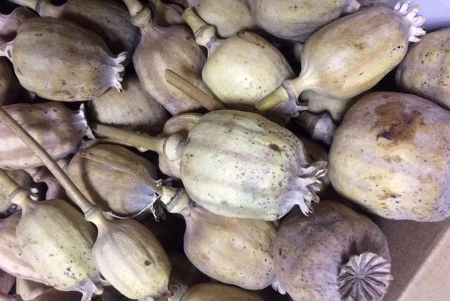 姜的种类和功效，姜的种类和功效和作用（12种姜科的辛香料）