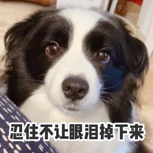 2,智商第一的边牧犬,为何养了这辈子再也不想养了?