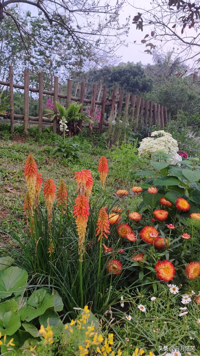 深圳市仙湖植物园，深圳仙湖植物园适合夏天逛吗（深圳仙湖植物园现场实拍图来了）