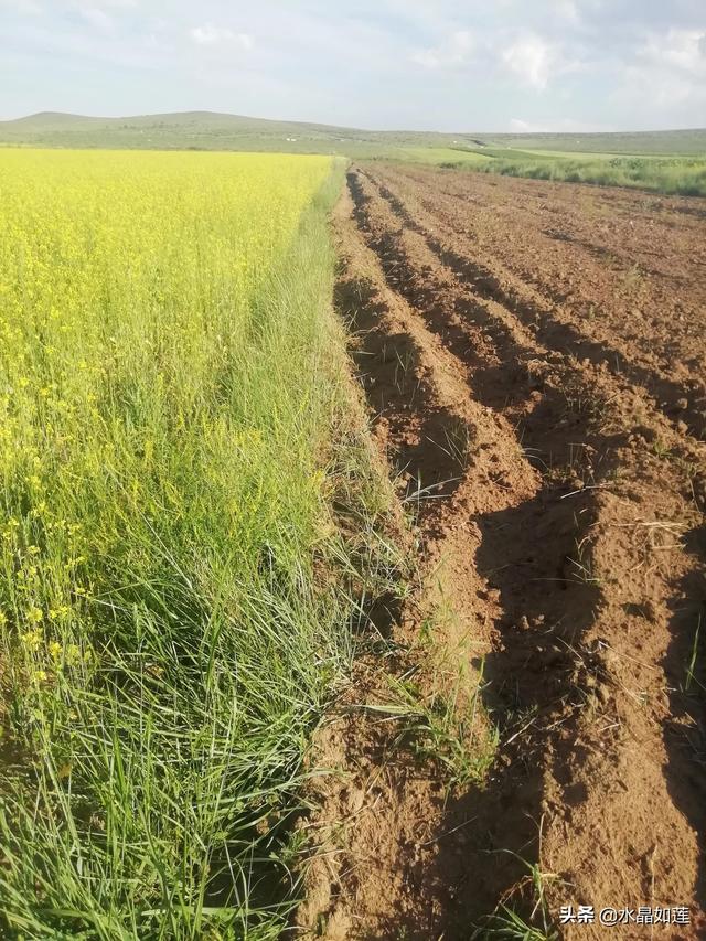 10种代表春天的动物，春天的动物有哪些（塞北动植物们话辛丑牛年时节）