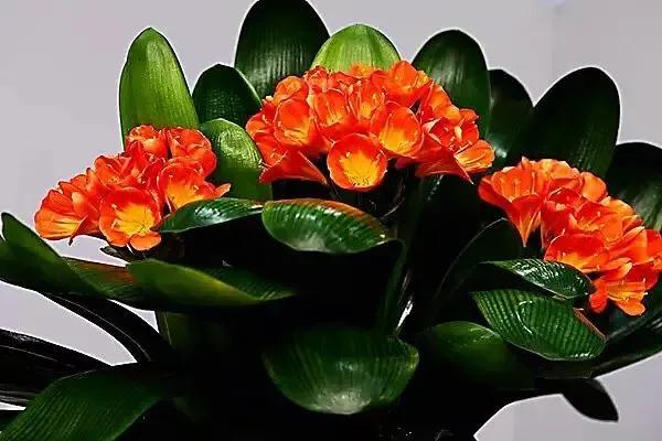 春天的花代表，春天的花代表什么（<一>君子兰、杜鹃、茶花、梅花、长寿花）