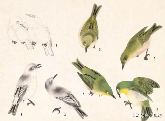 怎么画鸟,国画技法,工笔禽鸟技法(画小鸟的简笔画)