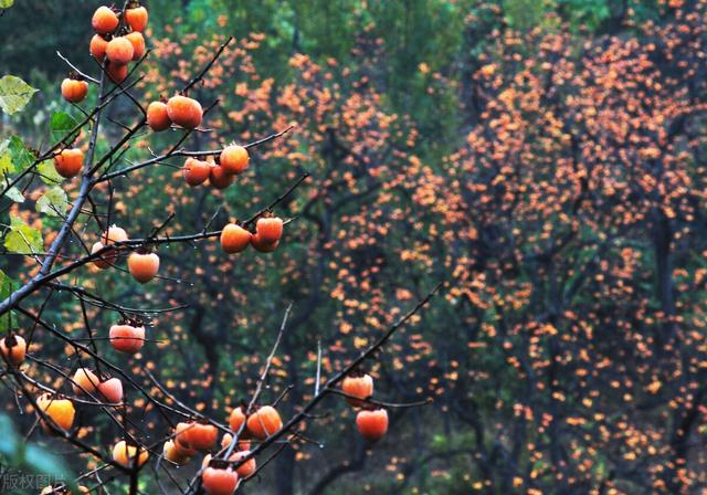 鸦青色是什么颜色（中国传统颜色的雅称有哪些）