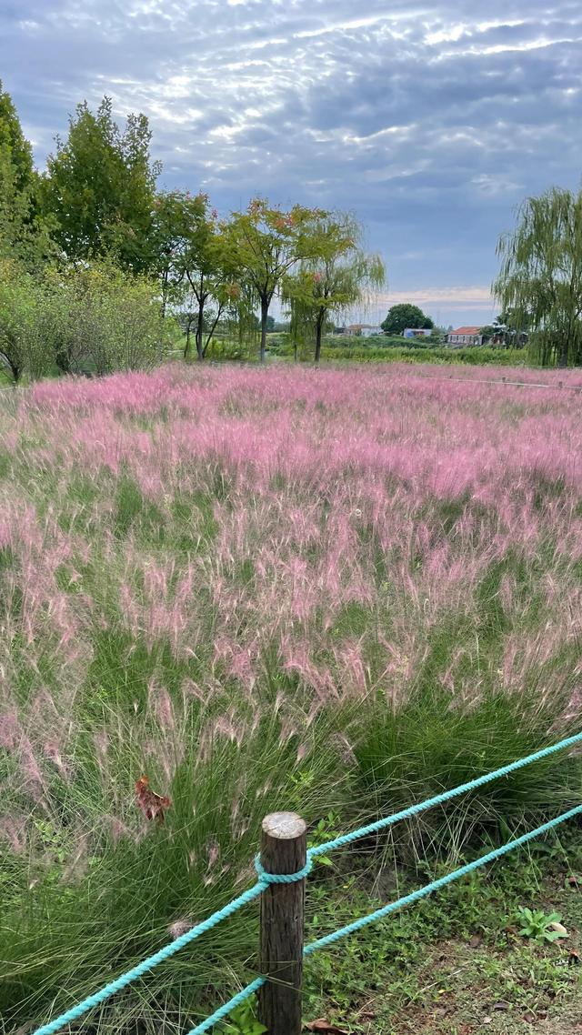 上海到青岛多远，上海到青岛的路程（上海青岛往返1400公里全程无高速沿途城市蜻蜓点水游）