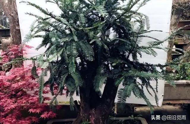 红豆杉修剪方法图解，红豆杉的修剪（临水、悬崖、斜干、曲干最漂亮）