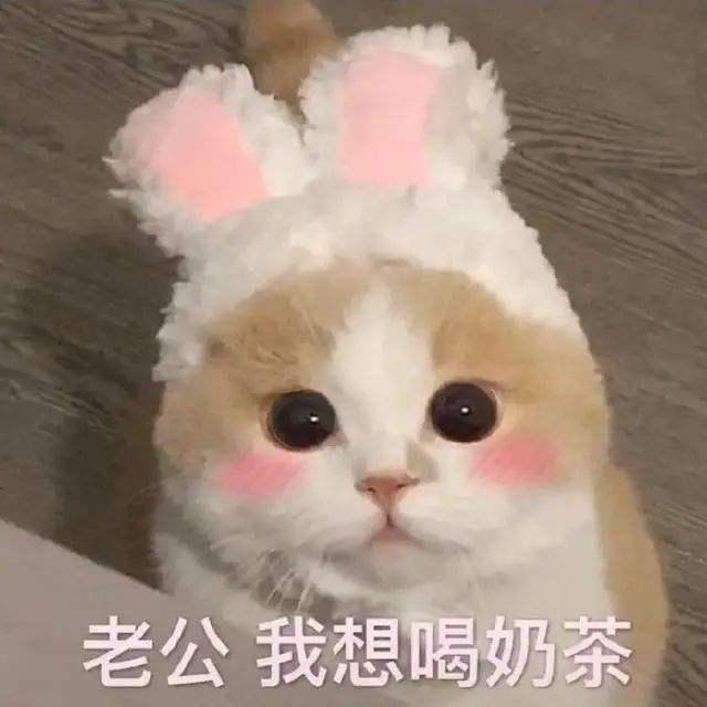 好听的布偶猫高端名字，猫名怎么取比较旺主人（你家猫咪名字有上榜吗）