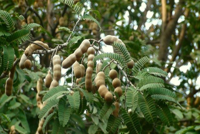 酸角是哪里的特产，酸角（酸角的热量）（云南最出名的六道菜）