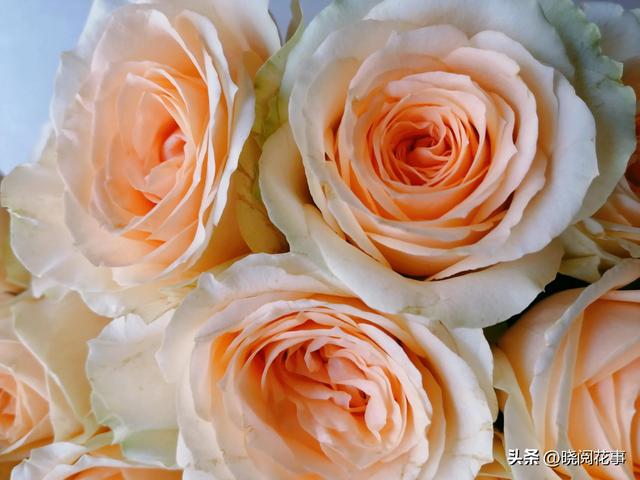 表白用什么花合适，表白一般送什么花合适（第一次表白如何选花）