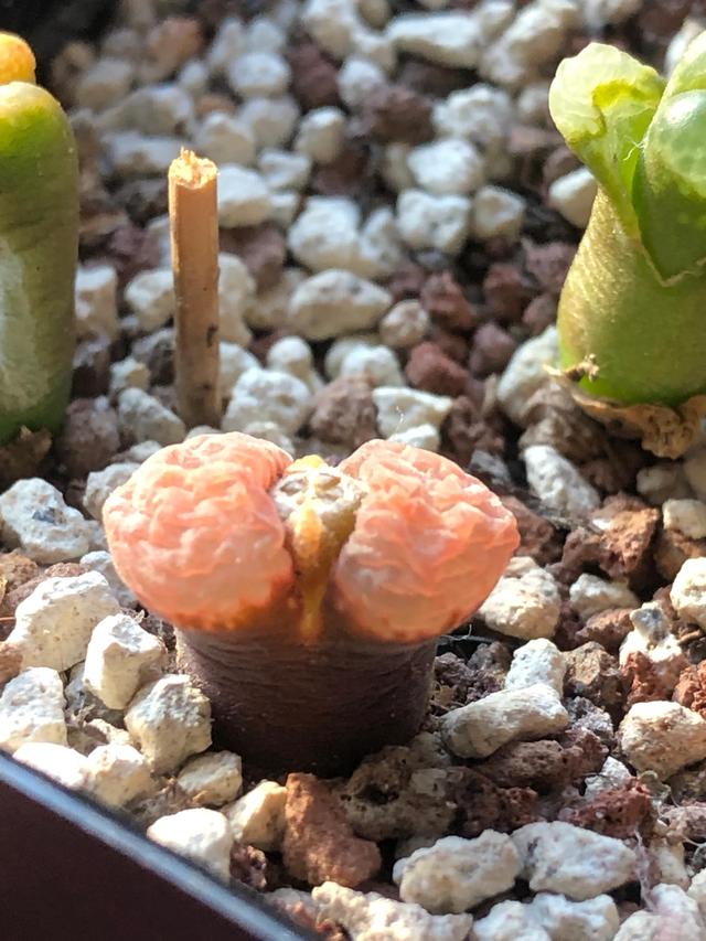 多肉灯泡，自家多肉 请君欣赏（多肉灯泡怎么养）